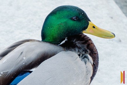 ������ �� ������� � ����� � ����������� �����