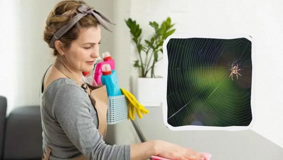 Пауки больше не будут вам страшны: простые методы борьбы