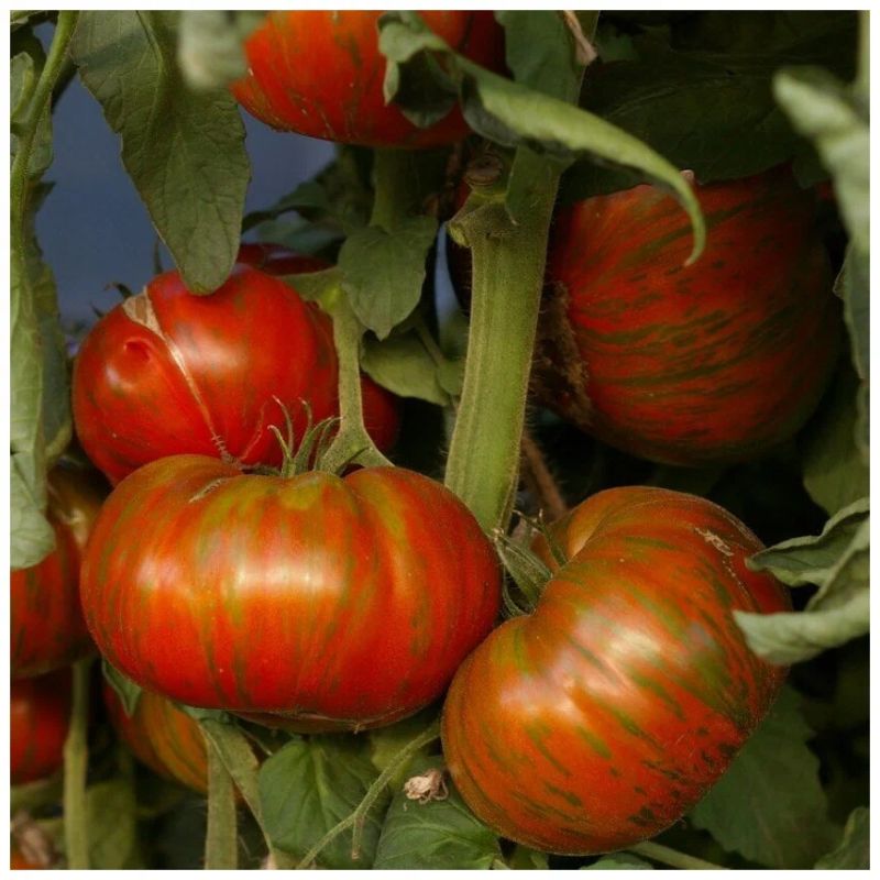 Три линии томатов для урожая, вкуса и удивления соседей