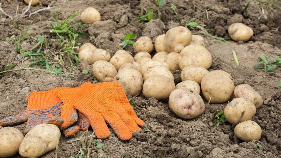 Окучивание картофеля раз и навсегда: как один раз в месяц увеличил урожай