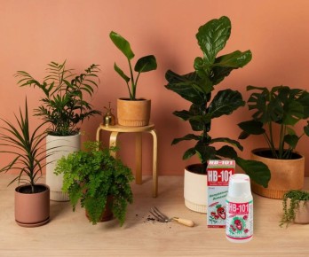 ������ HB-101 ����������� ������� � �� �������� ����������� �������� ��� ��������� ��������