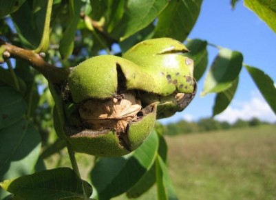 ��� ��������� ������� ���� �� �������: ��������� �����������