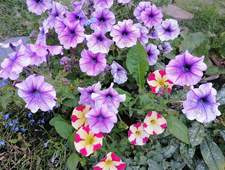 Как посеять петунию в январе: советы для успешного старта