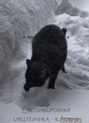 ����� � �������� ����� ������������