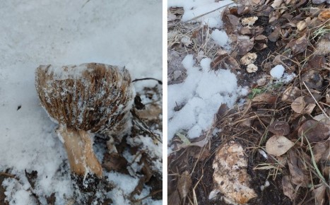 ������� ������� � �����: ����������� ���������� ����������