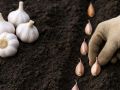 Как избежать осенних ошибок при посадке чеснока под зиму