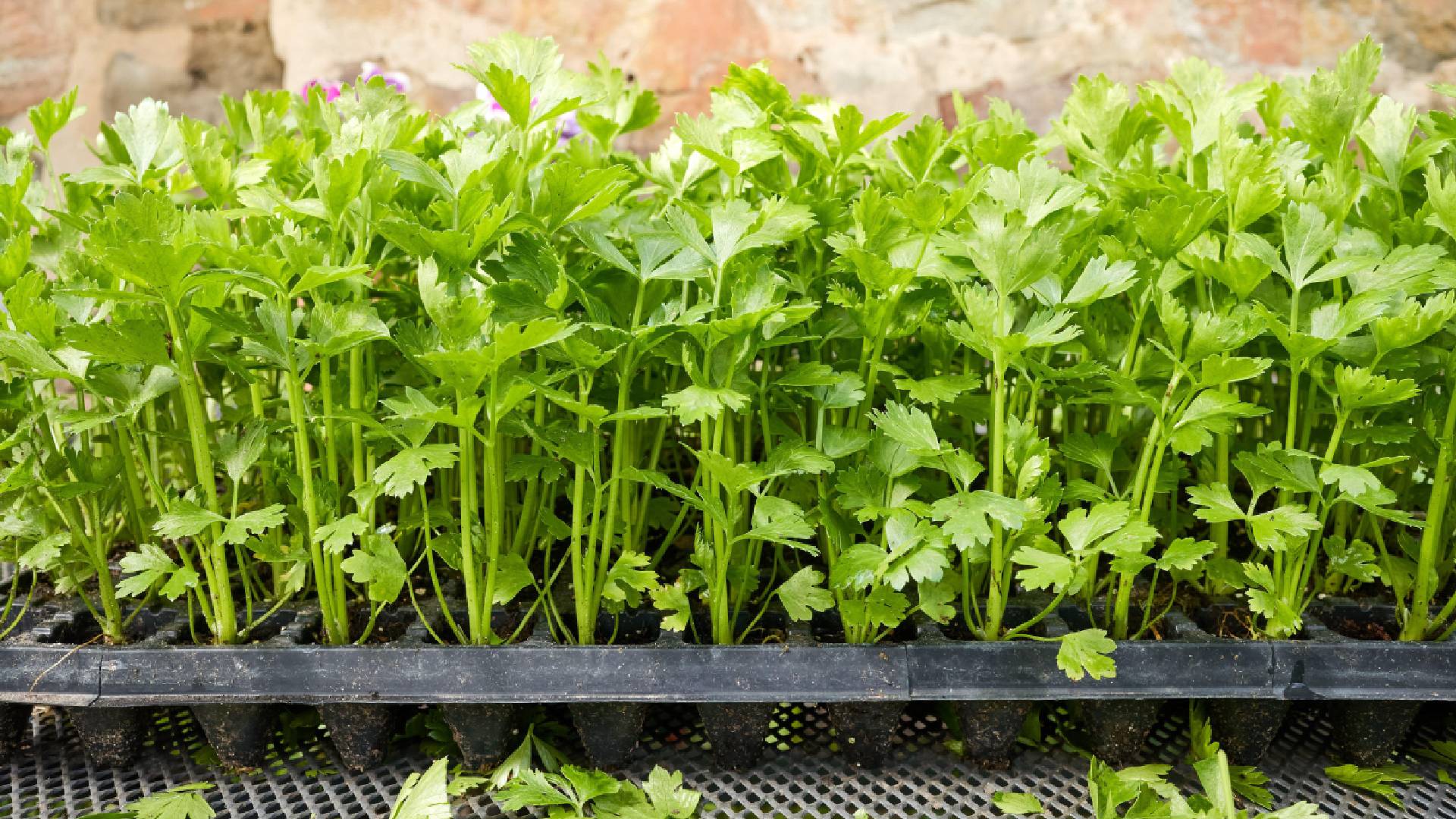 Сельдерей порадует толстыми стеблями: посадите рассаду сейчас по всем правилам