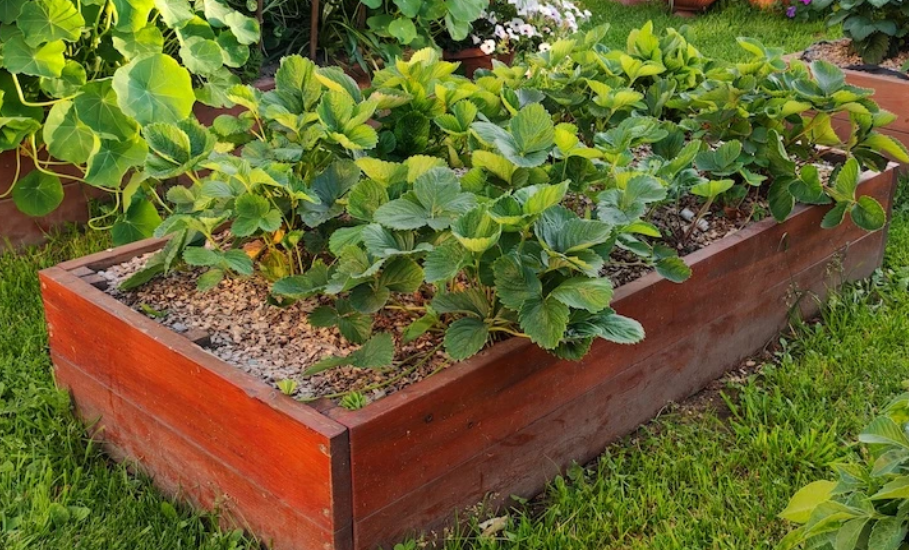 Как правильно размножить клубнику усами в августе