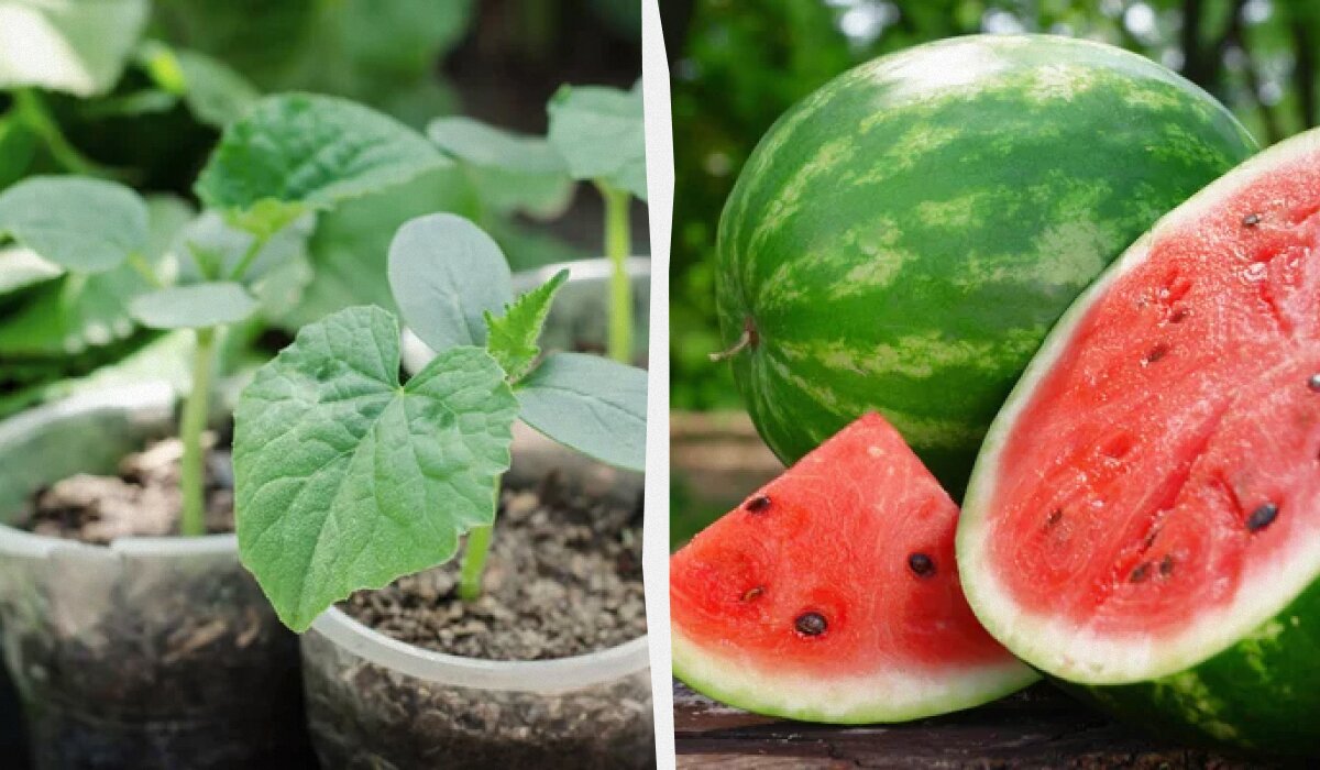 Как добиться богатого урожая арбузов и дынь: секреты подкормки рассады