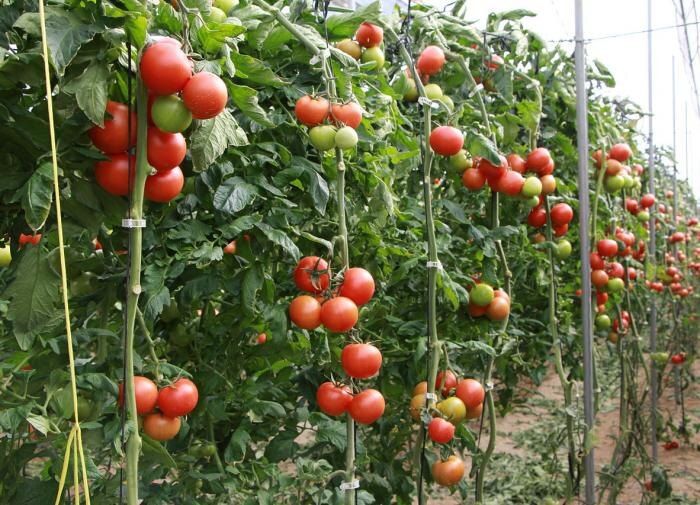 Почему ваши помидоры не краснеют: узнайте основные причины