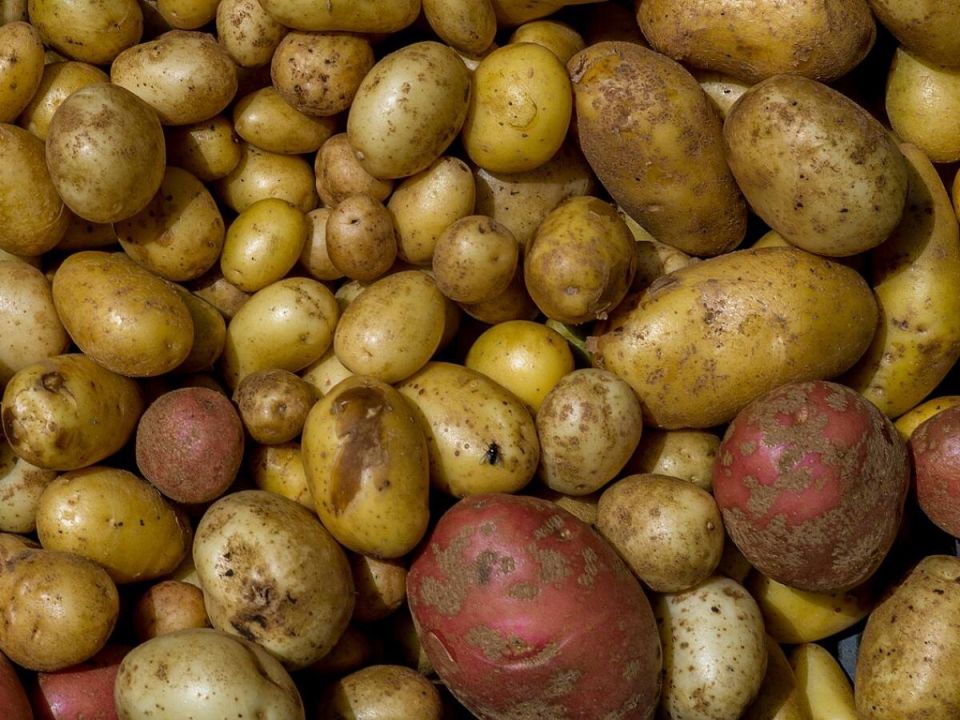 Как вырастить в три раза больше картошки без лишних усилий