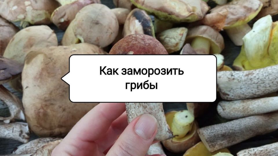 Как сохранить вкус грибов на зиму: секреты правильной заморозки