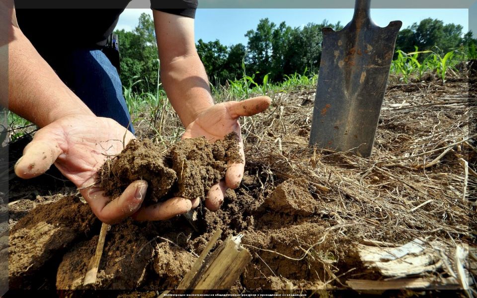 Как улучшить песчаную почву: секреты успешного дачного хозяйства