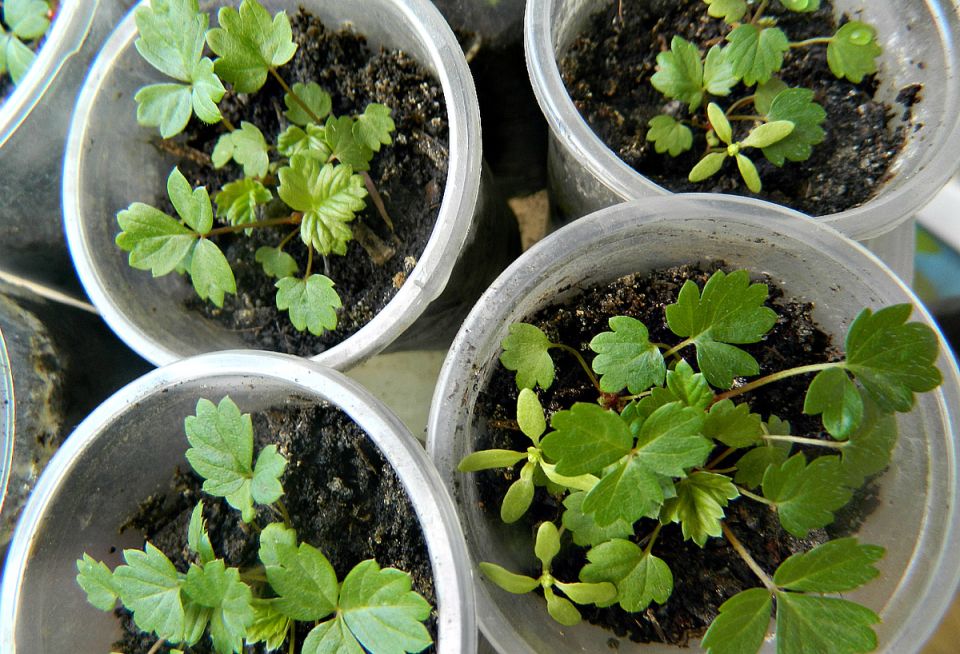 Февраль: время сеять землянику и цветы. Советы по уходу за рассадой