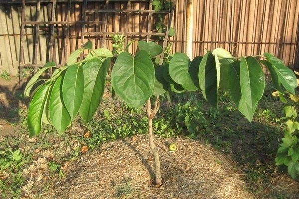 Как правильно посадить хурму: ключевые аспекты для успешной посадки