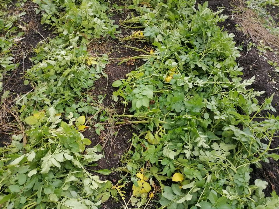 Как правильно убрать картофель: советы по сбору до прихода фитофторы