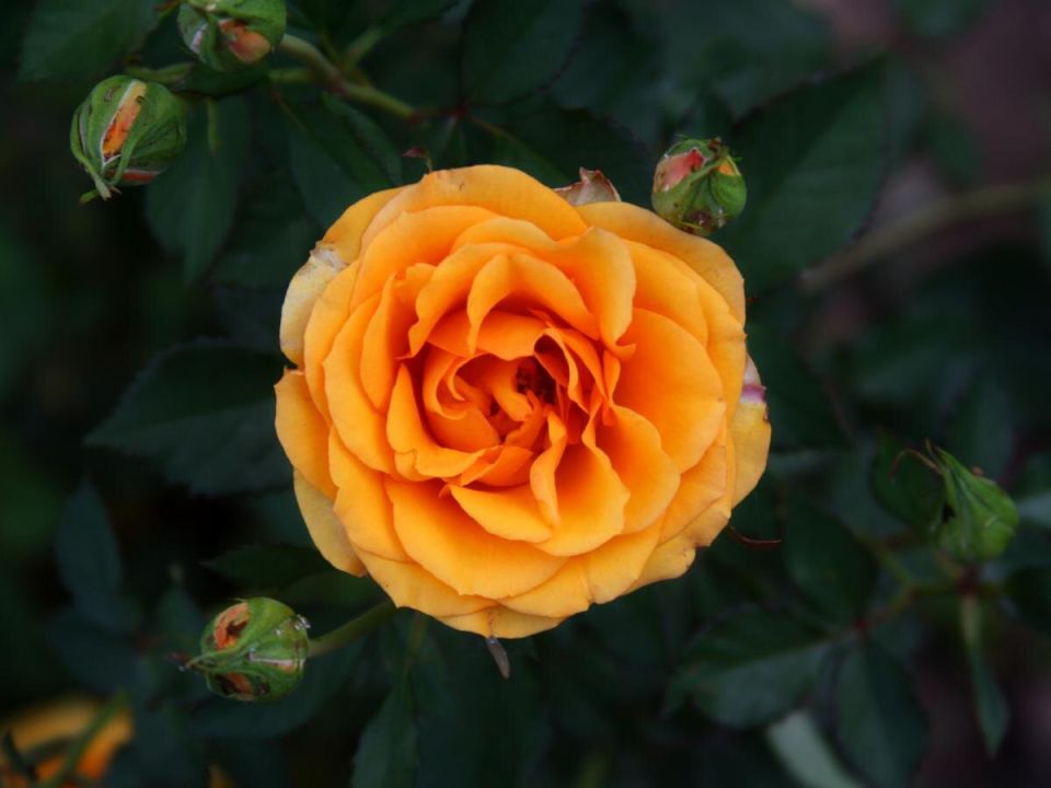 ��� �������� ���������� �������� ���: ��������� ���������������� ������