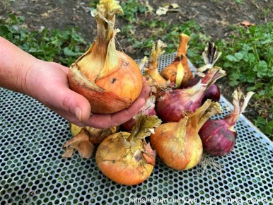 ��� ��������� ���-������: ������ ������ ��� �����������