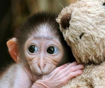 ��� ��������� ����� ����� ����� �������: ���� � ������� ��������