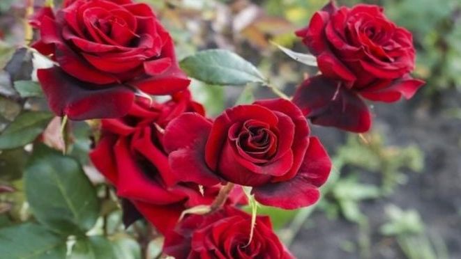 ������� ��� �� ����: ������� ��������� ������� ����������