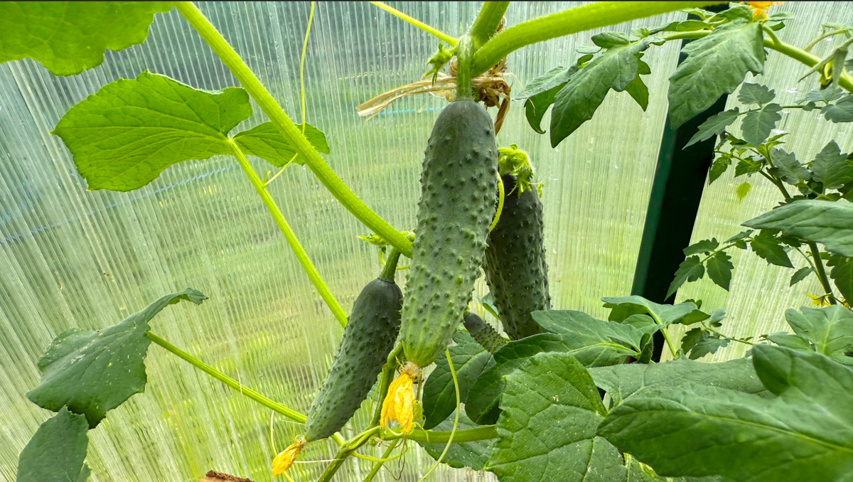 Тайны богатого урожая: натуральные подкормки для перцев и огурцов