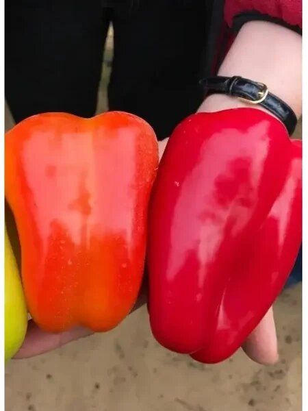 ����� ��������: ��������� ����� ��� ������ �������