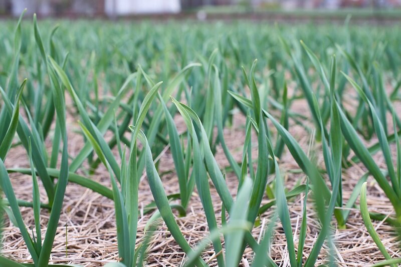 Почему дачники заплетают ботву чеснока: секреты успешного урожая