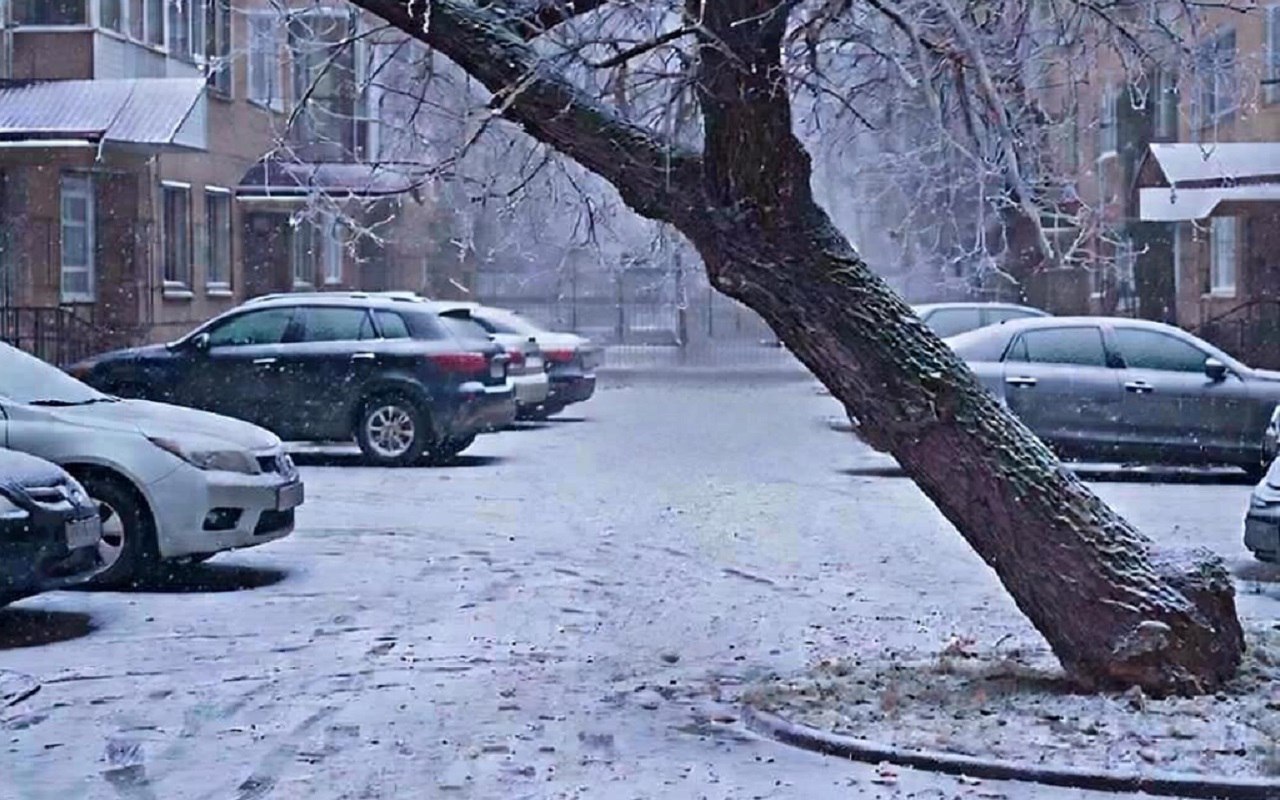 Дерево упало на женщину в Левобережном районе Воронежа