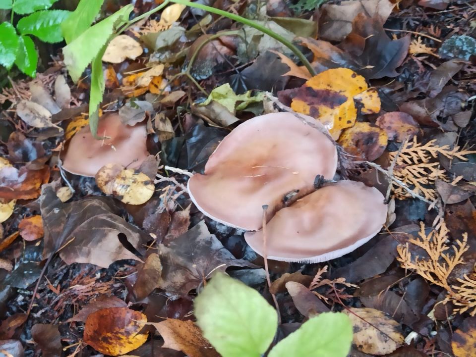 ������� ������� �����: �������� ������� � ������������ �������� � ����