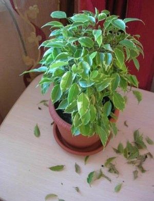 ����� ����������: ��� ���������� � ���������� � ���������� �������� � �������� ��������