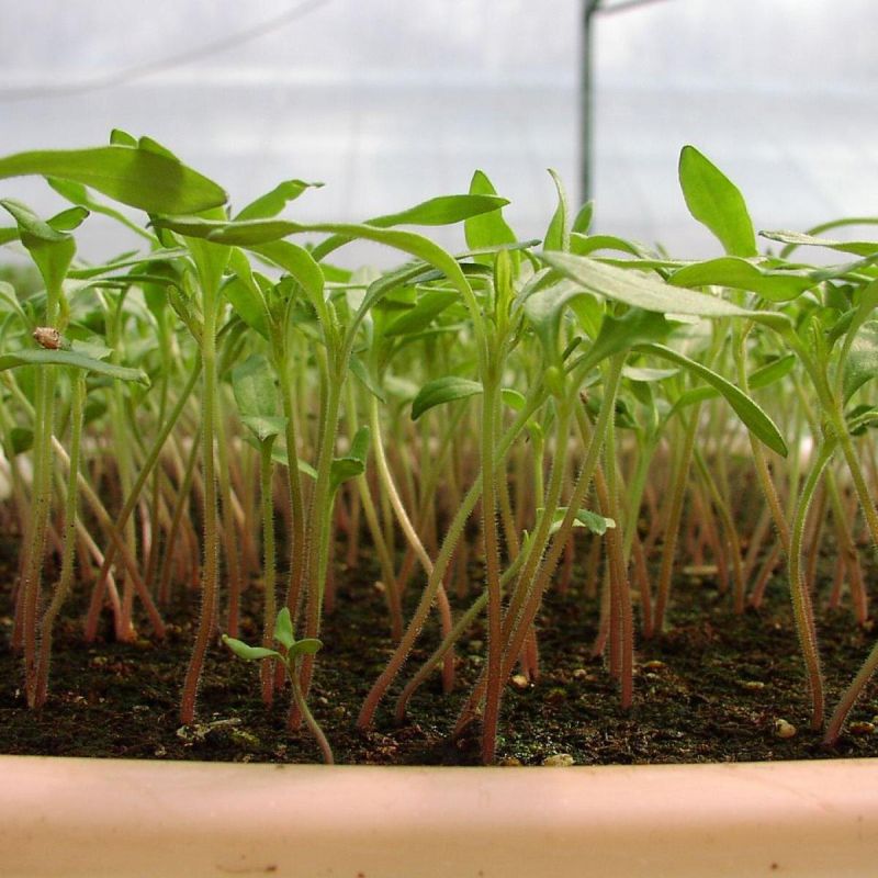 ��� ������� ������ ������ � ��������� ��������: ��� ������ � �������