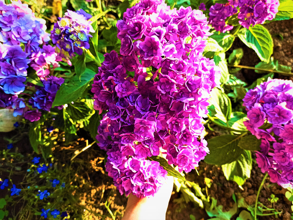 Как выбрать идеальные кустарники для вашего сада: долговечные гортензии