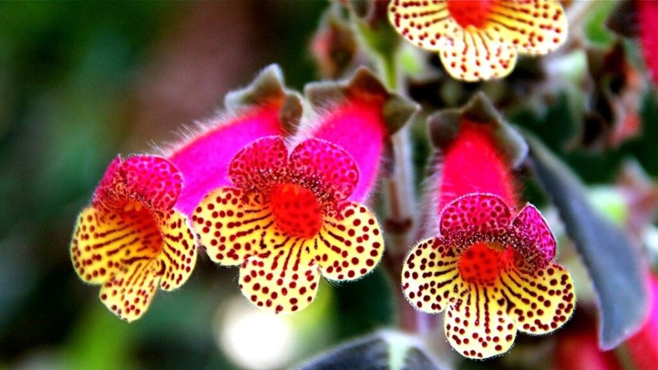 ������ ������� � �������: ������� ������ ������� ���