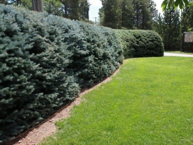 ��� ������� �������� ����� �������� �� ����