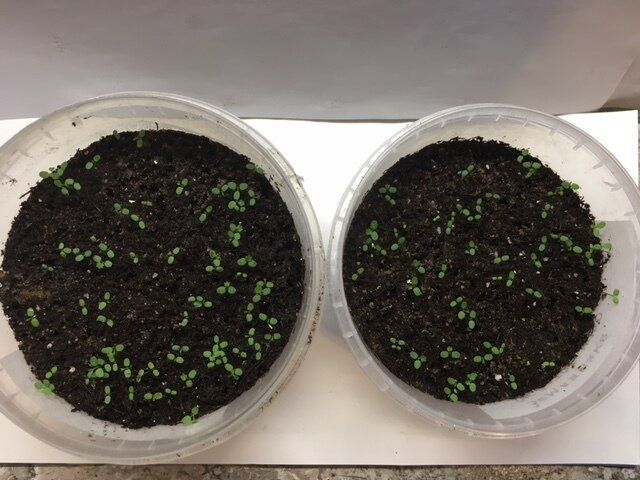 ��� �������� ������ ����� ��������: ������ � ������������