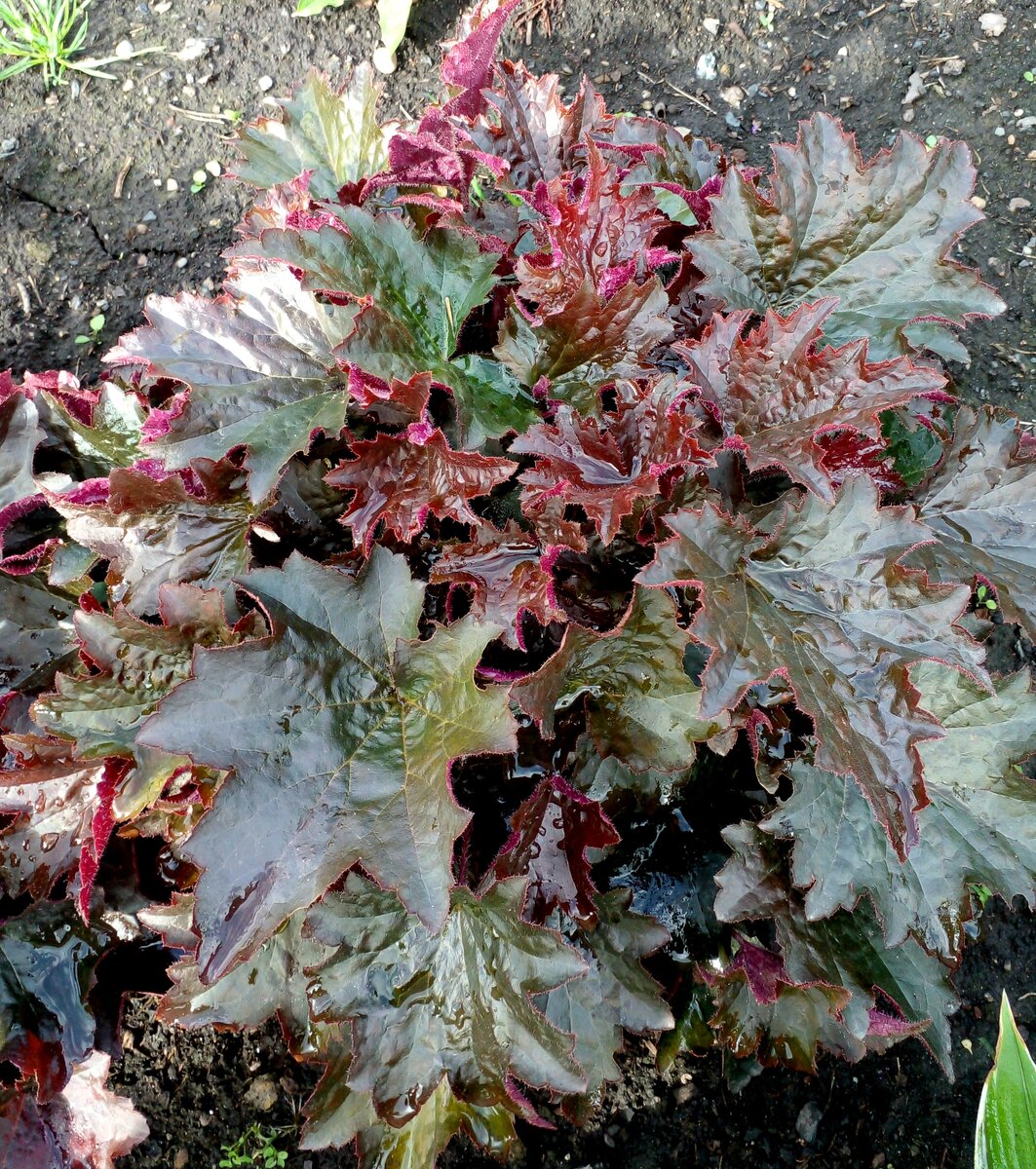 Гейхеры: Как вырастить эти яркие красавицы из семян