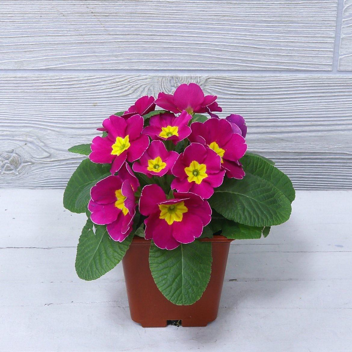 Растения, которые не стоит держать в спальне: топ-8 нежелательных вариантов