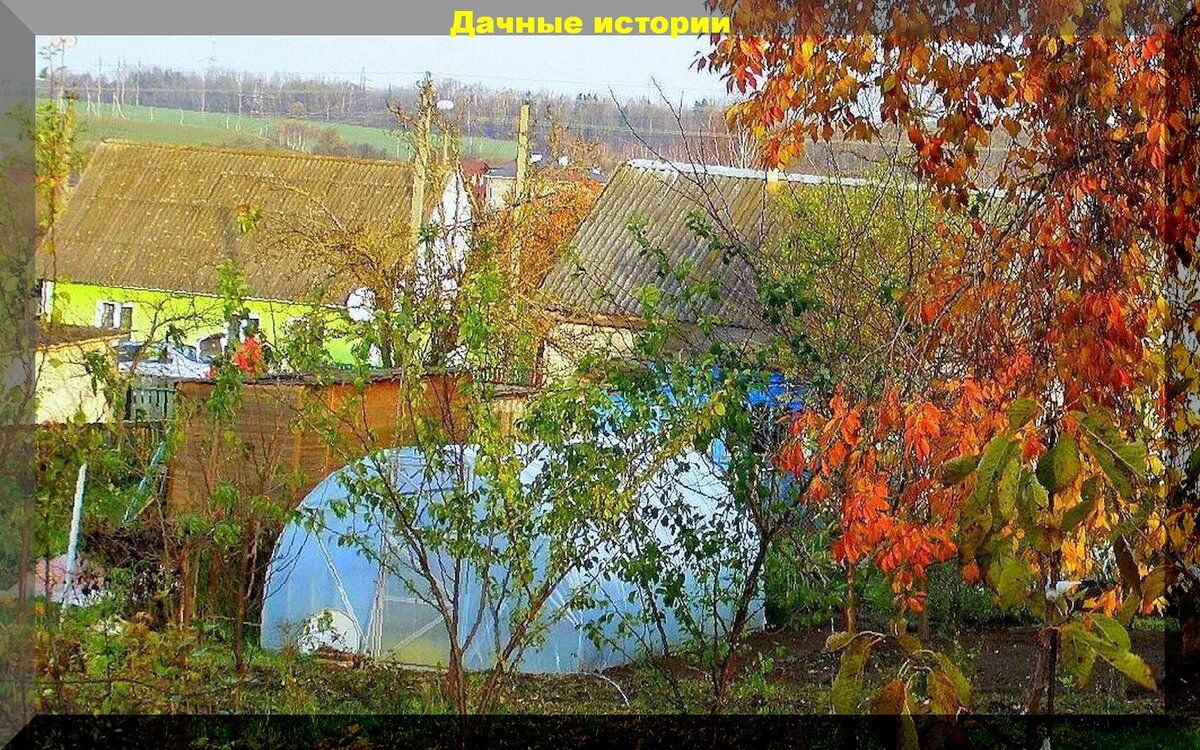 Как подготовить сад к зиме: пять главных советов для дачников