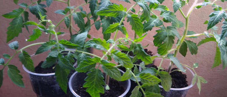 Возраст рассады: когда высаживать в открытый грунт