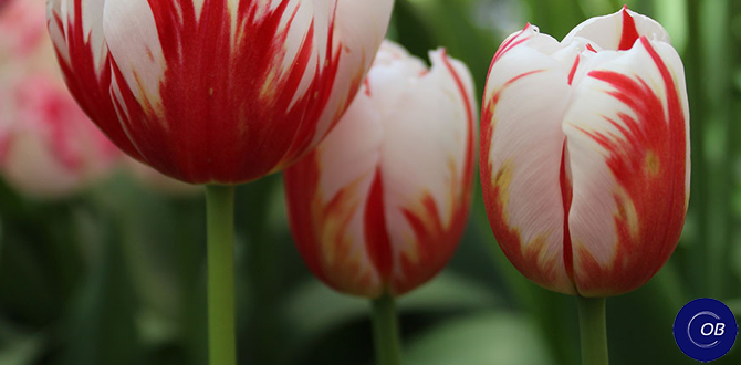 Что делать с луковичными после цветения: пошаговая инструкция