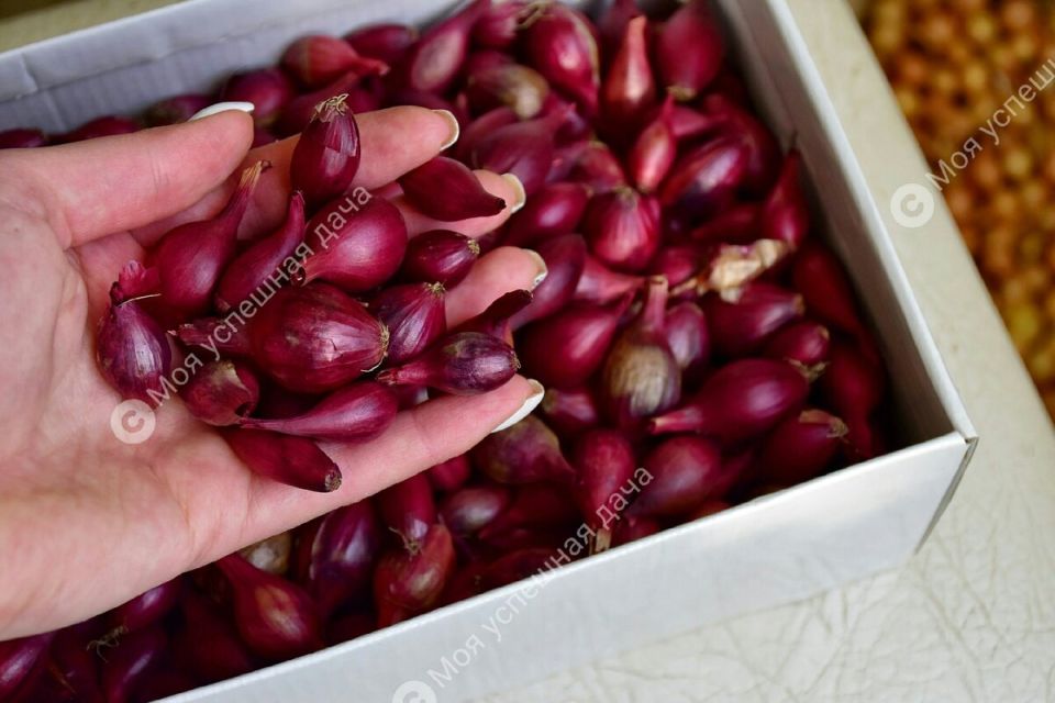 ����������� ������ �������� ����-����� �� ����������� ������ �������