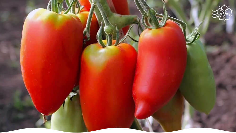 Корнабель F1: томаты, которые очаровывают гурманов