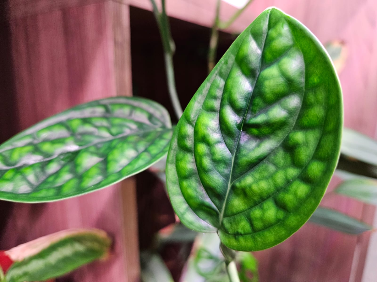 Необычные комнатные растения для начинающих: выбираем зеленых друзей