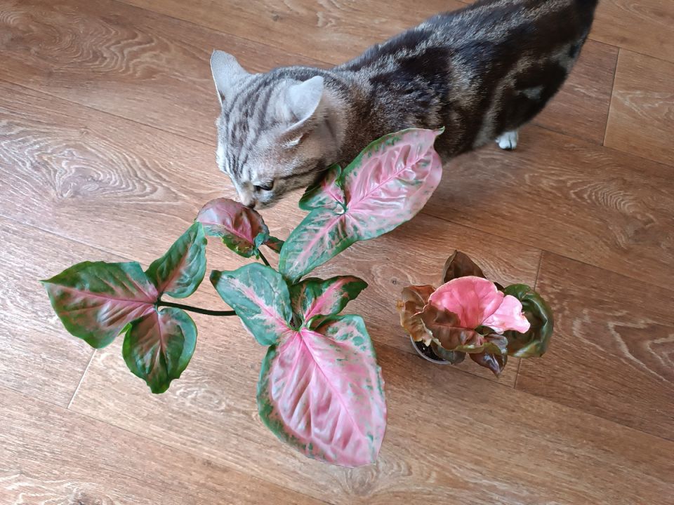 ��� ��������� ���������: ��������� ����������� ��� ����������