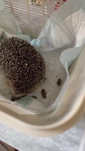 Воронежские волонтеры спасли ежика с воспалением дыхательных путей