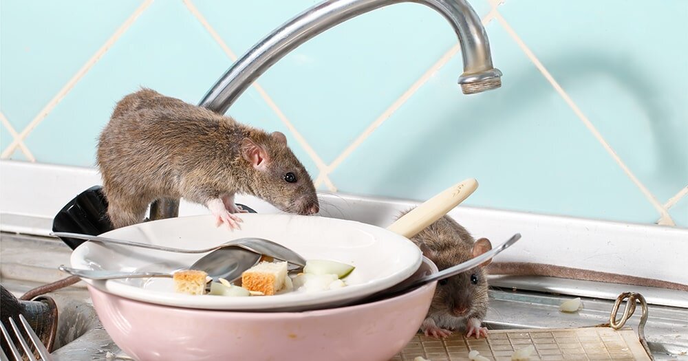 Как успешно побороть крыс: эффективные методы и советы