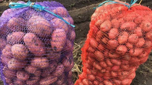 Как хранить картошку в квартире до самого мая: проверенные методы