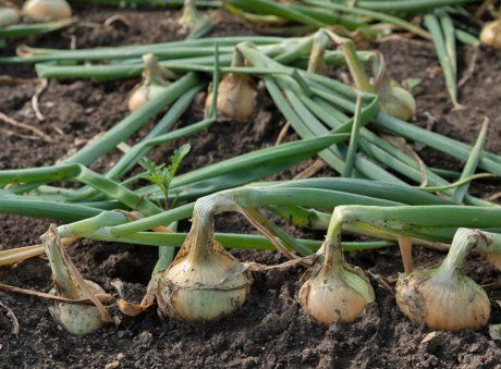 ���������� ��������� �� ��������� ����: ��� ������� ���, ������ � ������� ������������ ������ �������