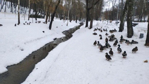 В управлении экологии администрации Воронежа рассказали, как чувствуют себя утки в Центральном парке