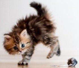 ��� ��������� ������������� � ��������� ������� � ����